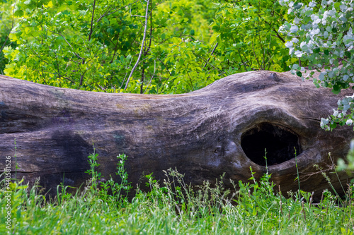 Foto A huge fallen log in a hollow against the background of the forest