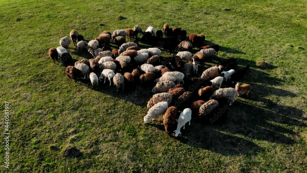 sheep grazing, aerial view. herd of sheep on beautiful mountain meadow. sheep farming, livestock, agriculture. domestic sheep sheep grazing, aerial view. herd of sheep on beautiful mountain meadow. sheep farming, livestock, agriculture. domestic sheep