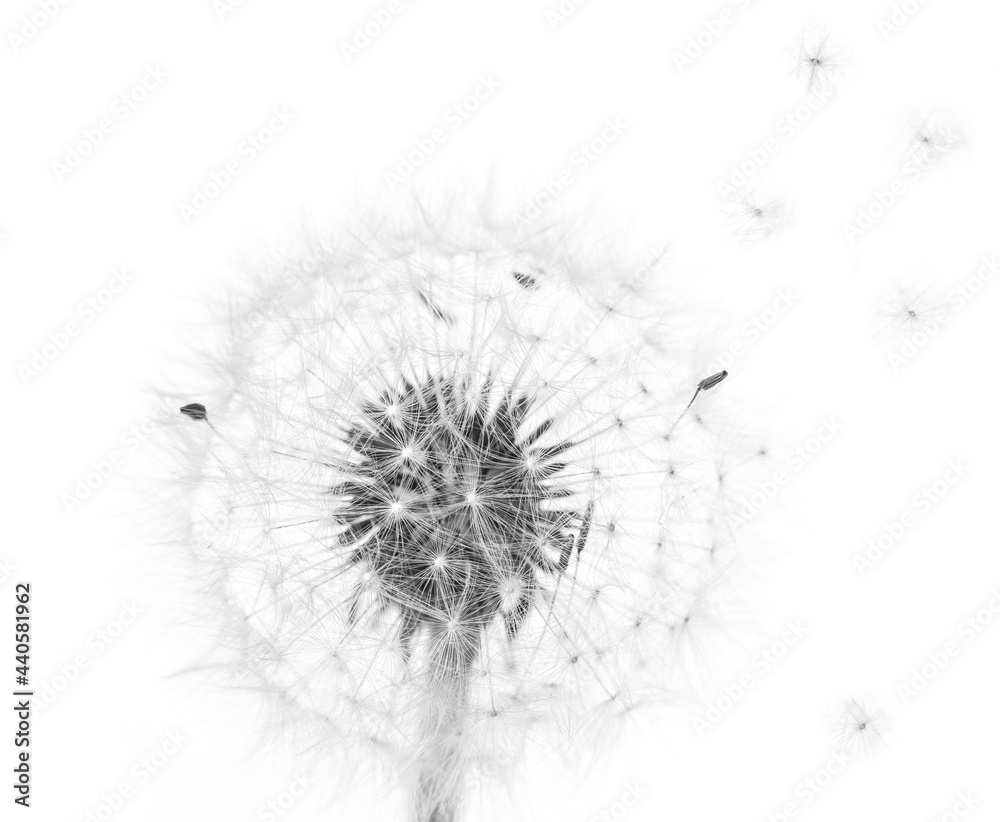 Dandelion flower isolated on white background, black and white photography	