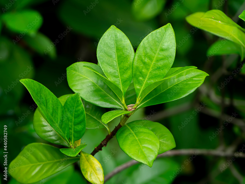 Fototapeta premium Close up Gardenia leaves or Cape Jasmine tree.