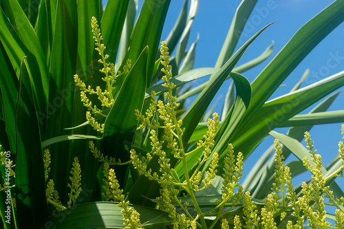 Close up Dracaena loureiri Gagnep flower. photo