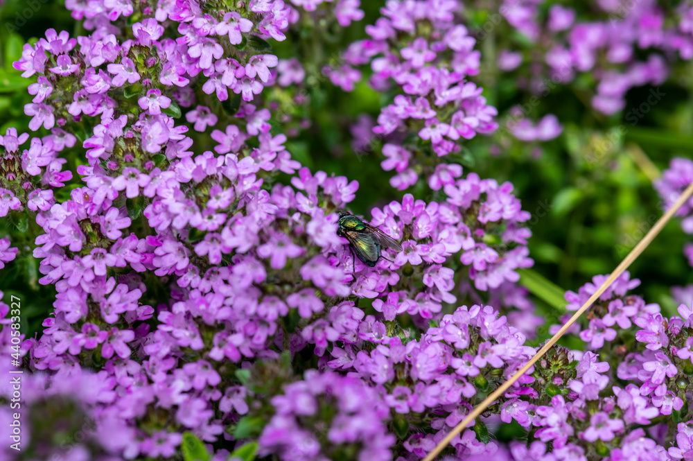 flowers in the garden