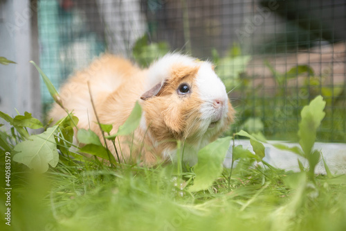 Meerschweinchen photo