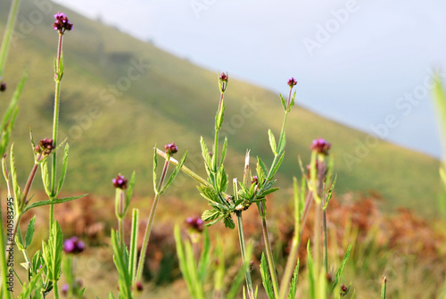 Nature scene of Purple grass flower on meadow with slope mountain of blok savana of bromo tengger semeru national park , indonesia  © kittinit