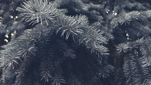 Dark nature background with fir tree