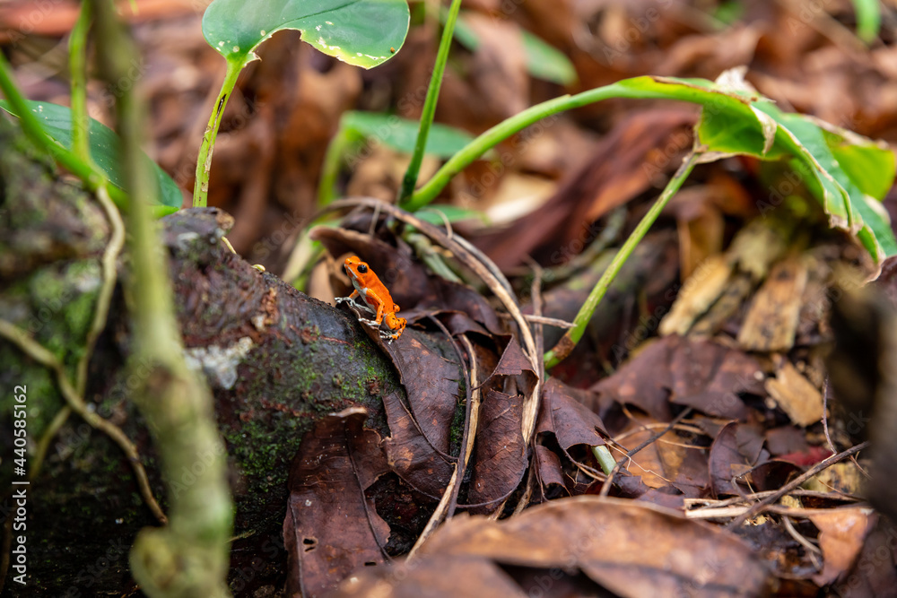 Red Frog in Panama. A red strawberry poison-dart frog at the Red Frog Beach, Bastimentos Island. Bocas del Toro, Central America. Panama. Red Frog in Panama. A red strawberry poison-dart frog at the Red Frog Beach, Bastimentos Island. Bocas del Toro, Central America. Panama.