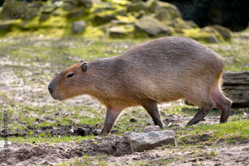 Closeup of profile capybara (Hydrochoerus hydrochaeris)  walking on grass grass