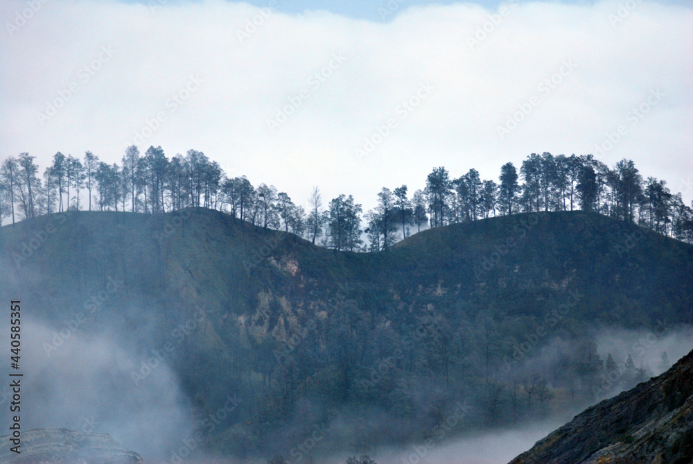 Forest Trees on Heart Mountain with misty or fog around Heart mountain at kawah ijen volcano , indonesia