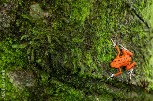 Red Frog in Panama. A red strawberry poison-dart frog at the Red Frog Beach, Bastimentos Island. Bocas del Toro, Central America. Panama. photo