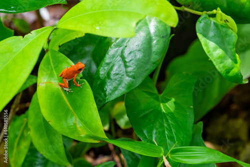 Red Frog in Panama. A red strawberry poison-dart frog at the Red Frog Beach, Bastimentos Island. Bocas del Toro, Central America. Panama.