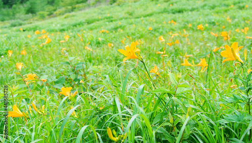 ニッコウキスゲ(ゼンテイカ)の花畑・霧ヶ峰