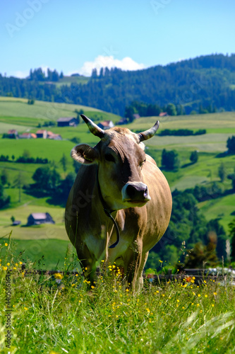 Schöne Kuh ganzer Körper in grüner Wiese in der Ostschweiz. photo