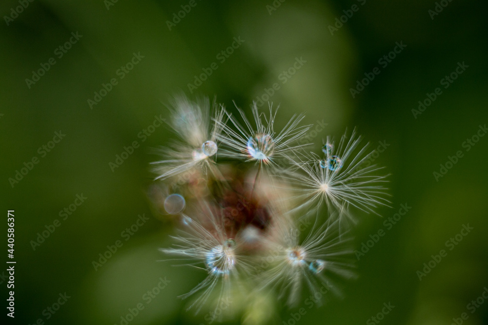 Fototapeta premium dandelion
