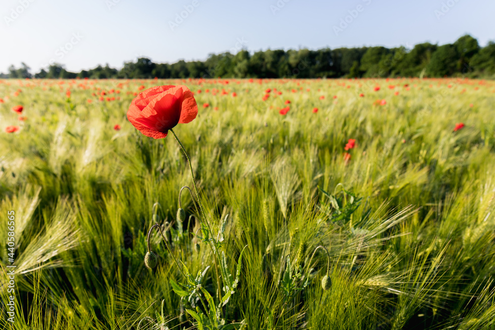 Fototapeta premium field of blooming wild poppies in grain crops, macro close-up