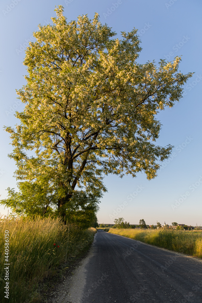Fototapeta premium large blooming acacia by the road