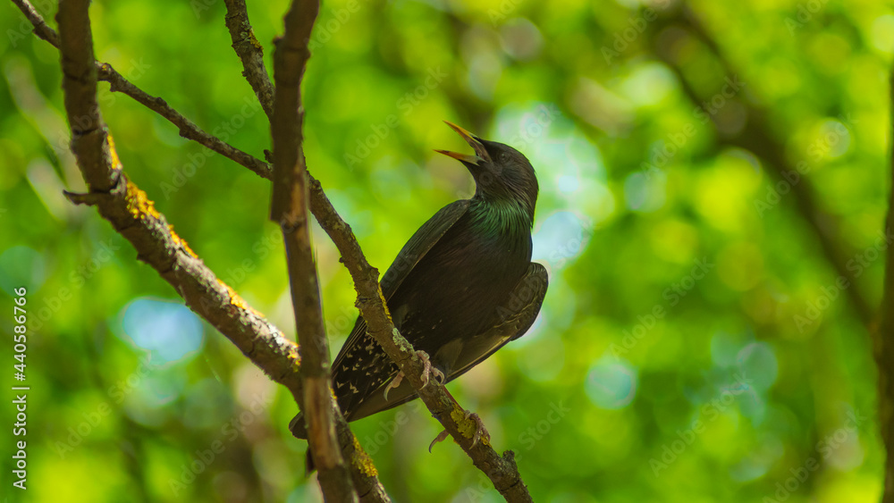 Obraz premium common blackbird on a tree branch