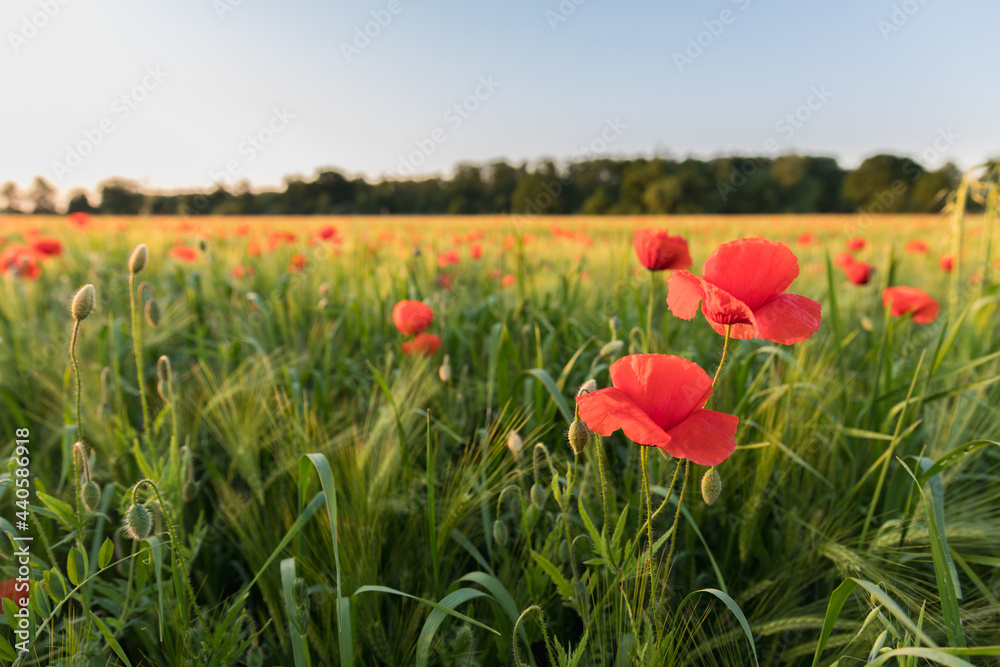 Fototapeta premium field of blooming wild poppies in grain crops, macro close-up