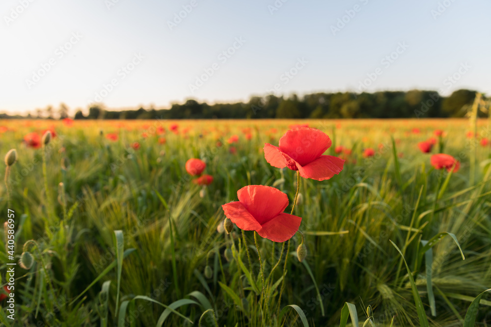 field of blooming wild poppies in grain crops, macro close-up