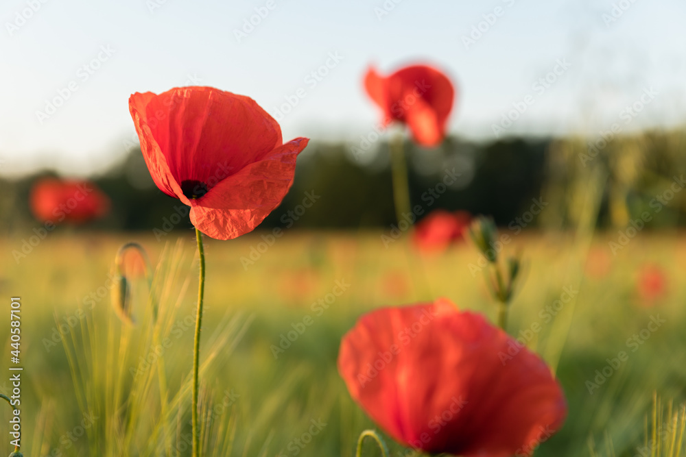 Obraz premium field of blooming wild poppies in grain crops, macro close-up