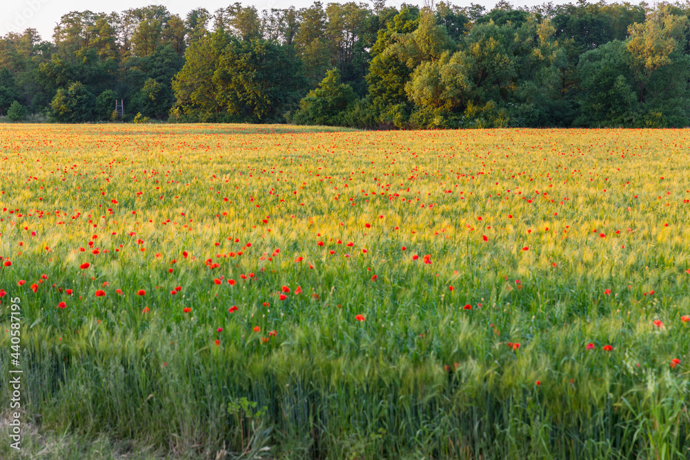 field of blooming wild poppies in cereal crops field of blooming wild poppies in cereal crops