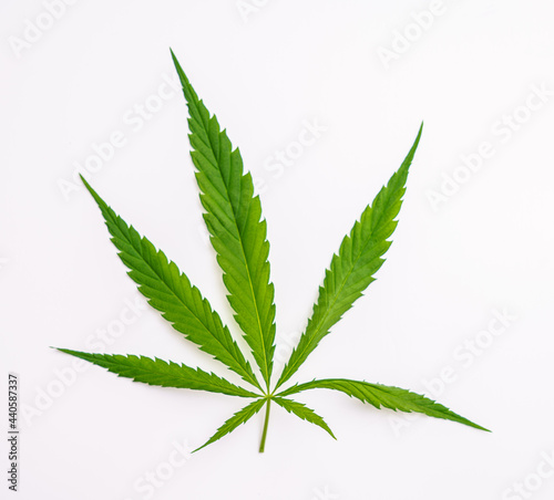 Cannabis marijuana leaf on a white background. Medicinal plant containing narcotic substances