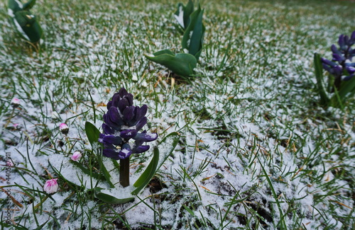 Blooming flower in snow