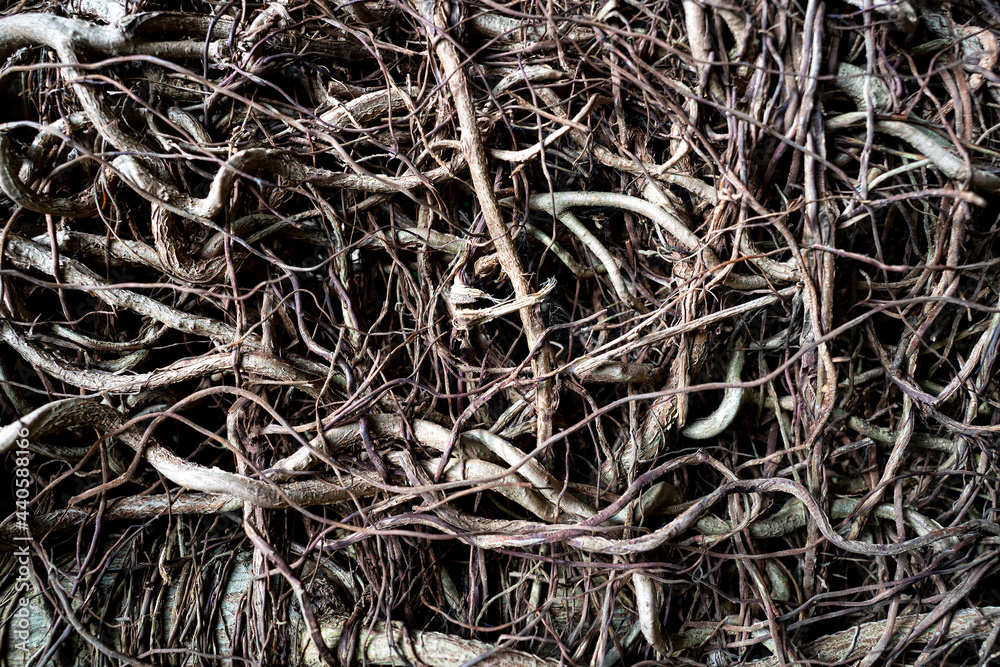 Plant roots close-up, abstract nature background