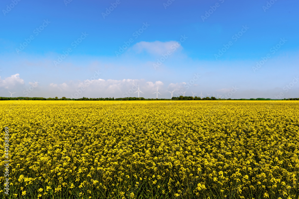 Obraz premium field of canola