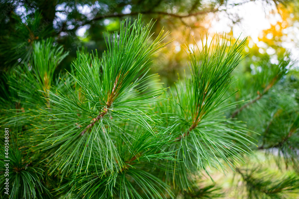 Fototapeta premium Pine branches closeup, abstract background