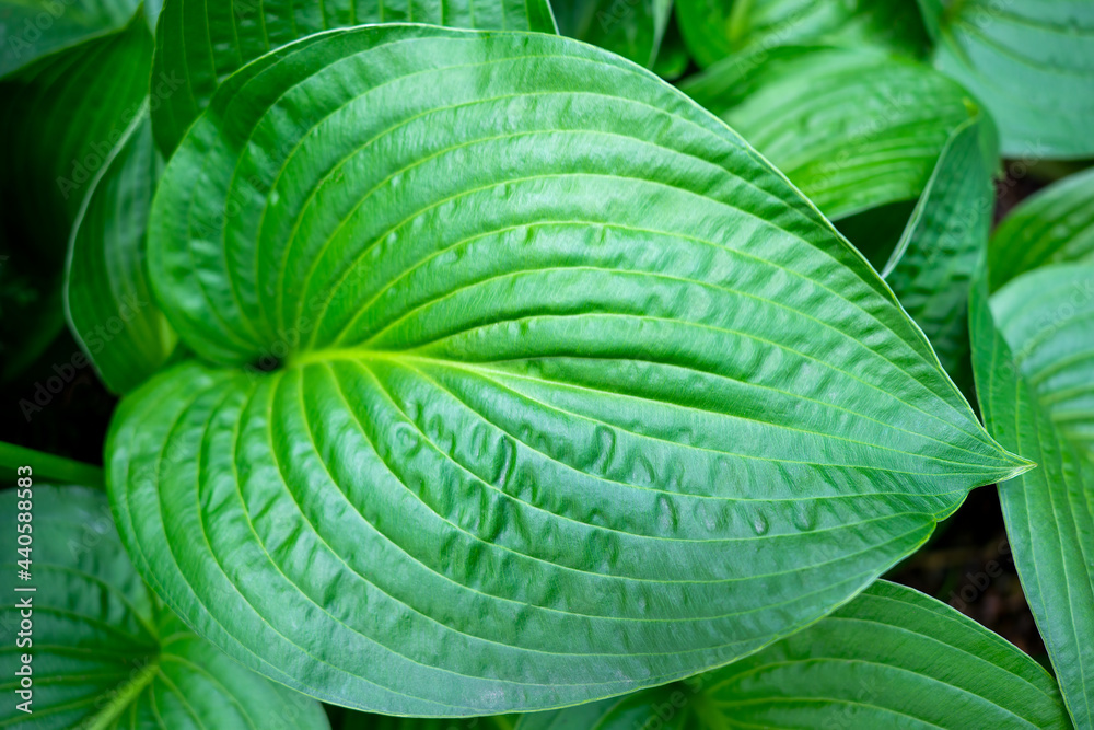 Hosta leaves, abstract nature background Hosta leaves, abstract nature background
