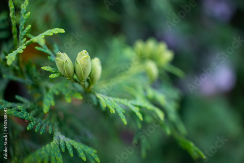 Tuya branch with cones close-up, abstract nature background