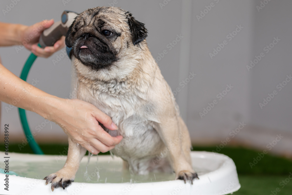 owner shower and take a bath with dog,Happy adorable pug breed dog in Bathtubs for shower and cleaning,Comfortable Dog Shower and bathing concept