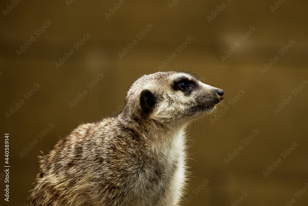 Fototapeta premium Meerkat suricata on a brown blurry background - suricata suricatta
