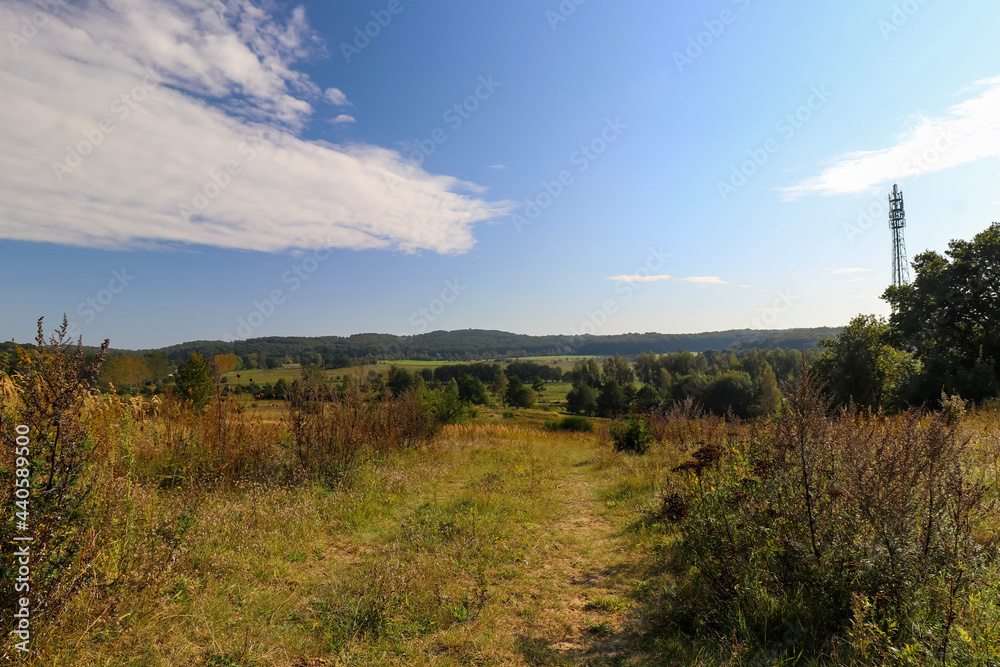 Fototapeta premium landscape with trees