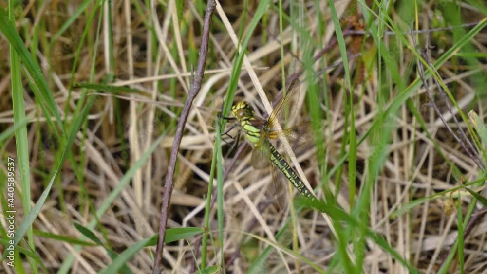 Green Dragonfly Green Dragonfly