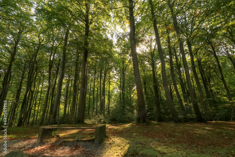 Obraz premium bench in the forest