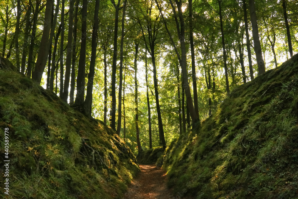 Obraz premium footpath in the forest