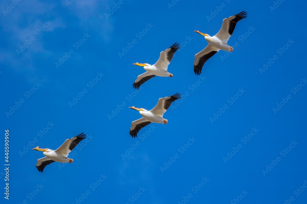 Pelicans flying in a blue sky
