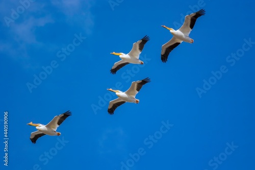 Pelicans flying in a blue sky