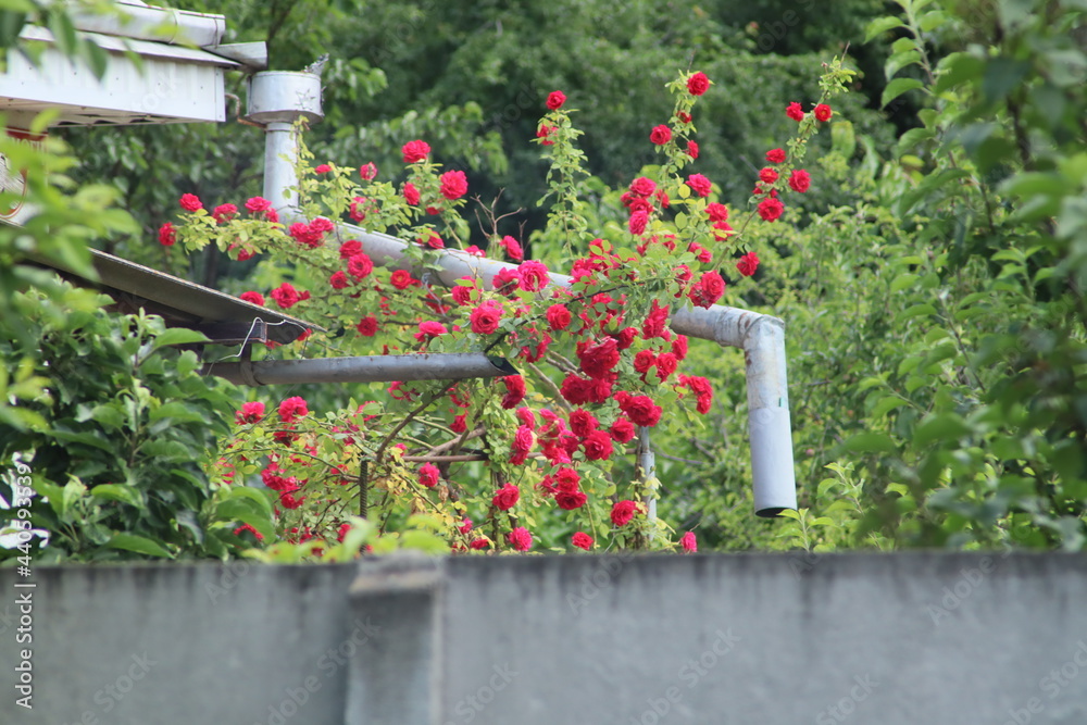 Fototapeta premium flowers in a garden