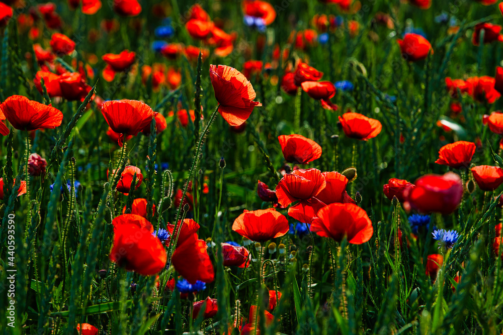 Fototapeta premium field of poppies