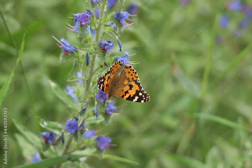 Obraz premium butterfly on a flower