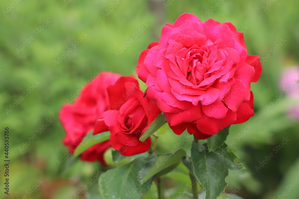 red rose in garden red rose in garden