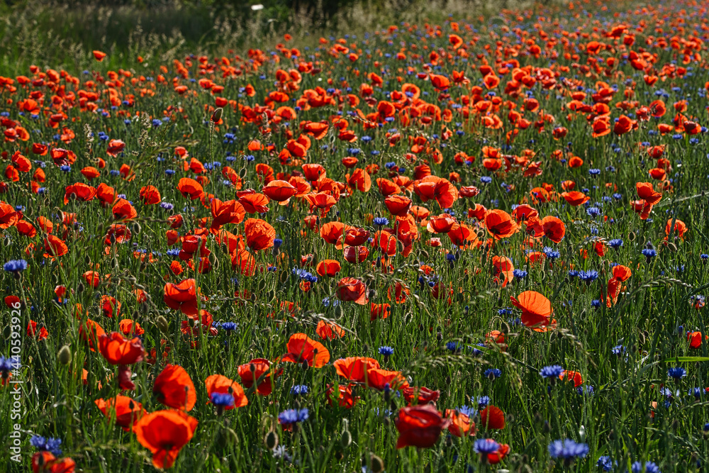 Fototapeta premium field of poppies
