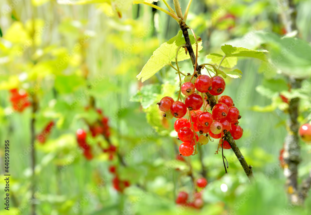 Obraz premium red currant growing in the bush