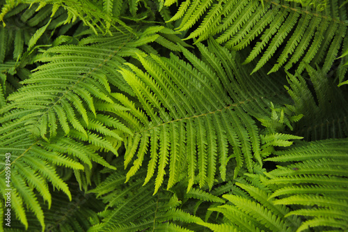 botanical background with green fern leaves