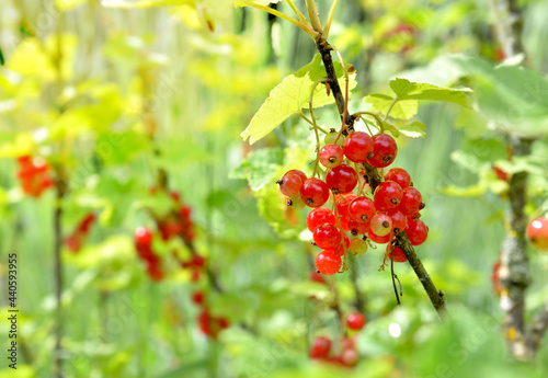 red currant growing in the bush