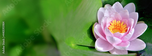 closeup on beautiful pink waterlily blooming in leaf