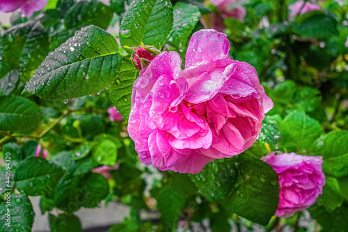 Pink damask rose flower with droplets