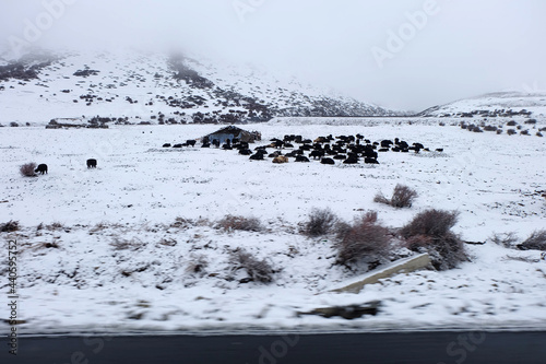 Nature scene of Landscape Road on the snow mountain  from Xiangcheng to Yading National Reserve. It Beautiful road with snow on the way. Road trip winter season outdoor travel photo